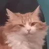 middle_abs