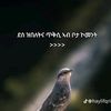 brhane.heshe7