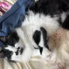 phoebe3137