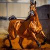 barbaro566