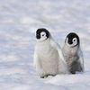 anakpinguin69