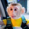 monkey family