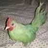 jonygdspssr
