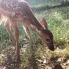 fawninganya