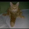 meow228338