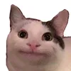 POV dos Gatos 🐱