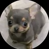 moisesgrimaldo71