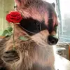 racoonkiwi
