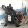 frenchie3697