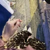aya_h216