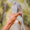 pigeon_perch