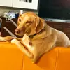pippobaudo2000000000000