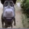 ebaliaaaaai
