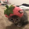 catspurrfection