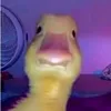 phambaoan_5