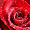 nadine_v_d_merwe_author