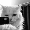 ali.rifky4