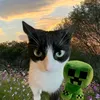 tigranacat
