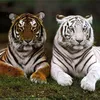 Amazing Nature Official