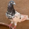 asmat4412
