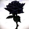 romantic1324