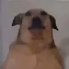 ynssxm