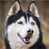 huskydad04
