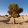 aegyptiaca