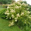 grayna385