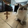 thatcatishim