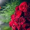 quliyeva_1973