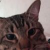 yanet.ac0