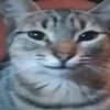 catmix28