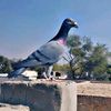 chinanawaz2