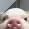 ._.nqt