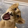 alenalenarts