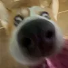 dgmyrdqd