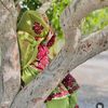 sairabaloch054