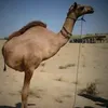 yranoviupindos