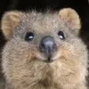 raffi_the_quokka