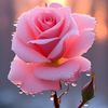 zahoor.ali213