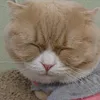 hetare_neko