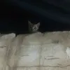 banooe