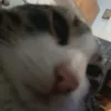 wevvojin_12w2