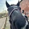 ..ava.equine