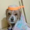 panita33peruano