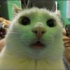 tiktokittycraze
