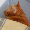 pgnxorocos