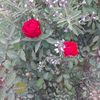 user1783496125981