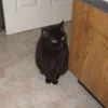gorillambo1